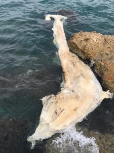 Hatay’ın İskenderun Körfezi’nde kıyıya vuran yaklaşık 12 metre boyundaki uzun