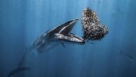 Okyanuslardaki canlı yaşamına dikkat çekmek ve deniz canlılarını korumak için; Oceanographic Magazine ve Blancpain tarafından düzenlenen 2024 Yılının Okyanus Fotoğrafçısı ödülünün merakla beklenen kazananları açıklandı. Rafael Fern á ndez Caballero, kalp şeklinde bir yem topuyla beslenen bir Bryde balinasını gösteren […]