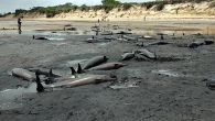 Mozambik’te Bazaruto Adası sahilinde 111 ölü balina bulundu. Balinaların ölüm nedeniyle ilgili soruşturma başlatıldığı ve alınan örneklerin başkent Maputo’ya gönderildiği öğrenildi. Afrika ülkesi Mozambik’in güneyinde Bazaruto Adası’nın batı sahilinde 111 ölü balina bulunduğu belirtildi. Yetkililer tarafından yapılan açıklamada, balinaların farklı […]
