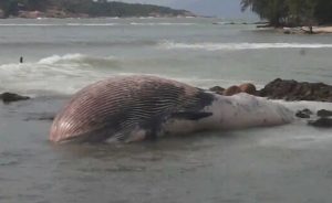 Tayland’da 11,3 metre uzunluğu ve bir ton ağırlığı olduğu tespit