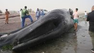 Antarktika bölgesinde yaşayan 18.2 metrelik ve tonlarca ağırlığındaki dev balina Afrika ülkesi Namibya’daki sahile vurdu. Namibya’nın Walvis Körfezi yakınlarında kıyıya vuran tonlarca ağırlığındaki dev mavi balina şaşkınlık yarattı. Yaşam alanı Antarktika sahillerinden çok uzakta kıyıya vuran 18.2 metrelik mavi balinanın […]