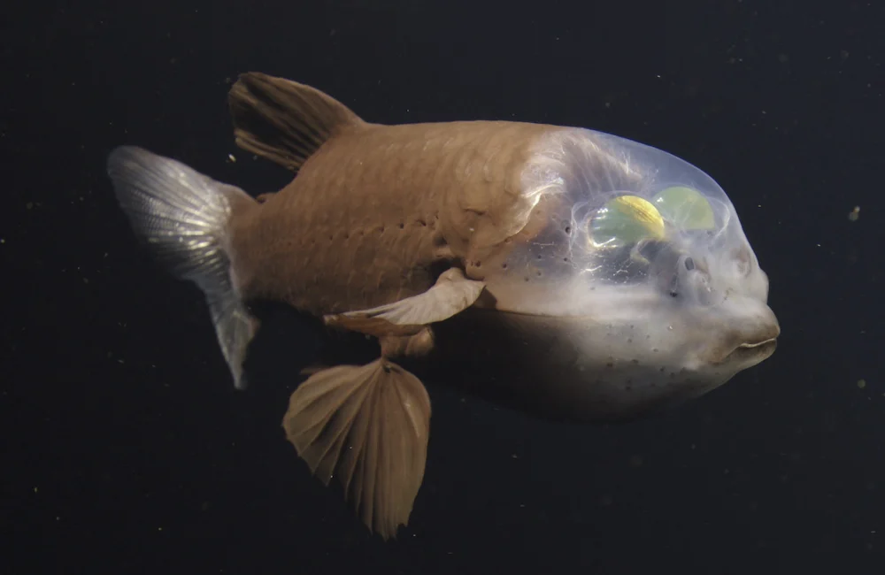 The barreleye fish lives in the ocean’s twilight zone, scanning