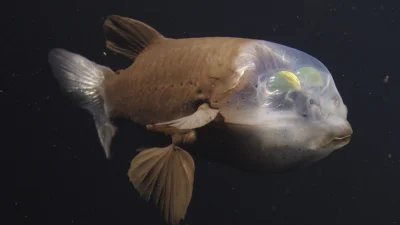 The barreleye fish lives in the ocean’s twilight zone, scanning