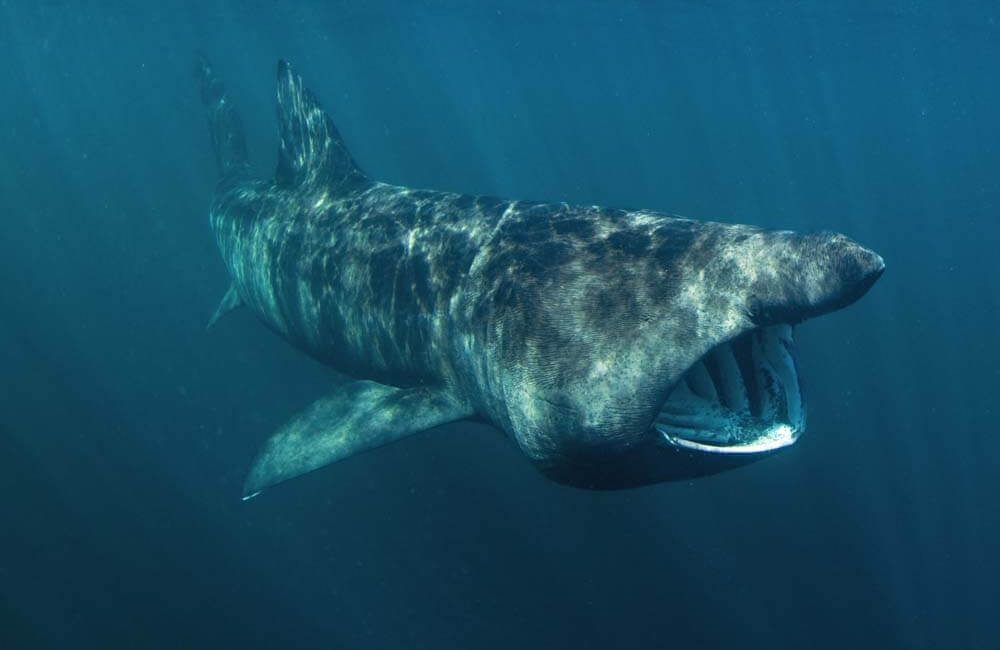 We’re in the time of year when basking sharks are