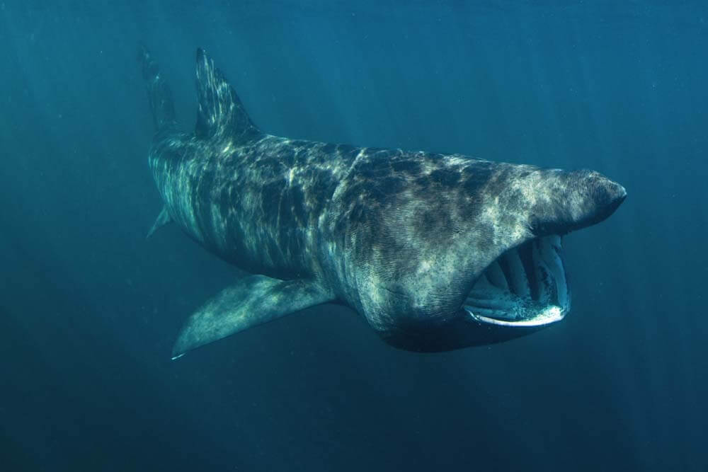 We’re in the time of year when basking sharks are
