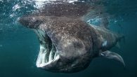 Basking sharks (Cetorhinus maximus) are the second-largest species of shark – and therefore the second-largest species of fish – in the oceans. Here are some of the most important facts about one of our favourite shark species By Mark ‘Crowley’ Russell […]