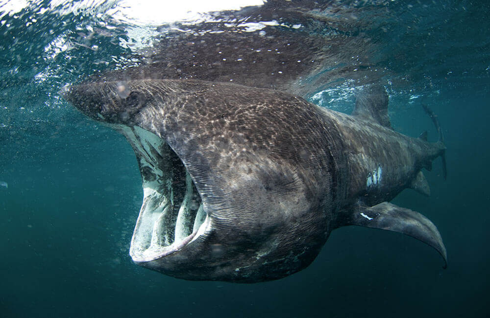 Basking sharks (Cetorhinus maximus) are the second-largest species of shark –