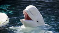 By Pat Eaton-Robb Mystic Aquarium in Connecticut is preparing for the arrival of five Beluga whales from a zoo and amusement park in Canada after navigating approval processes on both sides of the U.S. border and overcoming legal challenges from […]