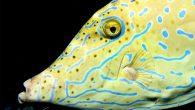 “Water temperature is already rising worldwide as a consequence of climate change and many fish species need to cope with this rapid temperature change, either by migrating toward colder regions or by adopting different life strategies such as shrinking in […]