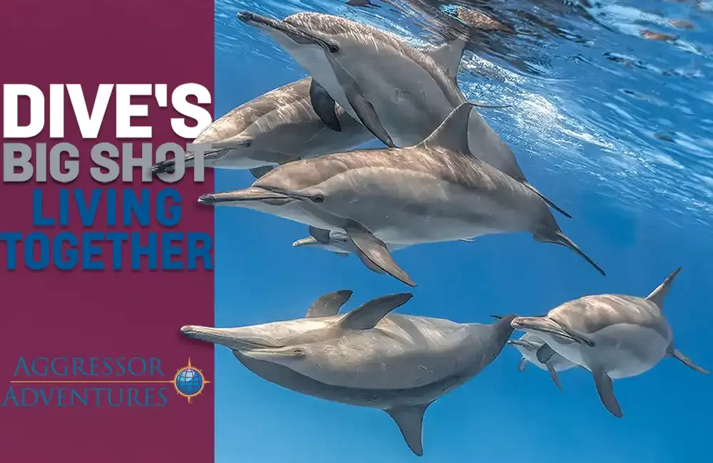 There are as many fascinating relationships in the underwater environment