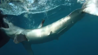 A mako shark took a group of marine researchers off guard, when it made a U-turn after being released and came back to bite their boat multiple times. It happened about 30 miles off North Carolina’s Outer Banks, and video […]