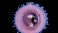Taking images of these aliens from the deep takes a particular set of skills. By Suzan Meldonian Welcome to my little alien world. For the past few years, a diving craze has been grow- ing in popularity for those forever […]