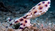 A flourishing marinescape is resurging in the newly-reopened seas around Phuket, and divers are uncovering new macro wonders. By Angela Youngman Despite lukewarm reviews, Danny Boyle’s 2000 film “The Beach” turned Thailand’s Phuket Island into a tourism powerhouse. Thousands of […]