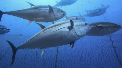 Investigators in Malta are examining whether a professional diver who