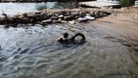 Muğla’nın Bodrum ilçesinde düzenlenen deniz dibi temizliğinde, 225 kilogram atık çıkarıldı. “Denize en çok mavi yakışır” sloganıyla düzenlenen etkinlik, Türkbükü Mahallesi’nde gerçekleştirildi. Ekipteki dalgıçlar, yaklaşık iki saat süren çalışmada, denizden klozet kapağı, araç lastiği, cam, plastik ve metal şişelerin de […]