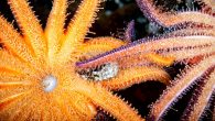 Washington scientists hope to help these oversized beauties fight rampant wasting disease. By Amanda Castleman As purple sea stars begin to bounce back from a wasting disease first observed in 2013, their cousins (Pycnopodia helianthoides) continue to struggle. Researchers estimate […]