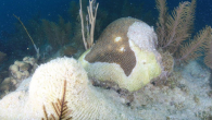 By Melissa Smith Sand at the bottom of the ocean can transmit stony coral tissue loss disease, which has killed millions of coral colonies, according to a new study. This finding could help mitigate transmission of the disease, which has […]