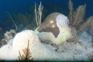 By Melissa Smith Sand at the bottom of the ocean