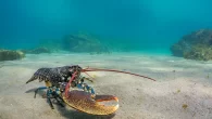 A male European lobster with its fighting claw to the fore Approaching its 25th anniversary, The UK’s National Lobster Hatchery in Padstow continues to develop its successful stock-enhancement programme. Words and photographs by Lewis Jeffries The UK’s National Lobster Hatchery […]