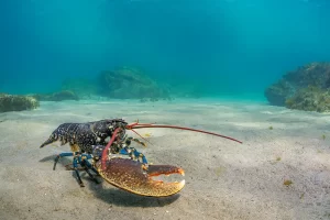A male European lobster with its fighting claw to the