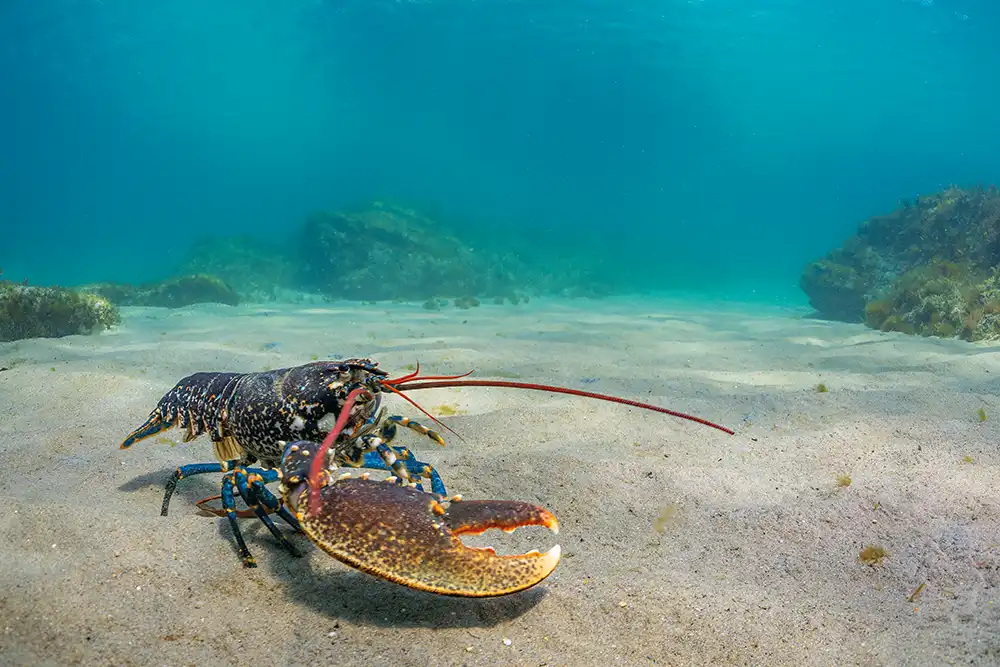 A male European lobster with its fighting claw to the
