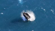By Peter Barr and Tom Edwards Fewer-than-expected southern right whales have been spotted during one of Australia’s longest-running aerial surveys along WA’s south coast. The WA Museum aerial survey, first conducted in 1976, covers the coastlines from Fremantle in Western […]