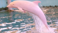 Meet Pinkie, the legendary pink dolphin. For years, she’s roamed the waters of Louisiana, shocking countless viewers with her unique skin color. Dolphins generally have pink bellies, but completely pink dolphin bodies are incredibly rare. Scientists theorize that pink dolphins […]