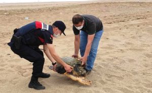 Adana’nın Yumurtalık ilçesinde sahilde bulunan yaralı caretta caretta tedaviye alındı.