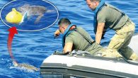 NATO’nun Akdeniz’deki tatbikatına katılan TCG ALANYA Mayın Avlama Gemisi’ndeki Türk denizciler misinaya dolanan yavru caretta carettayı tatbikata ara vererek kurtardı. NATO Daimi Mayın Karşı Tedbirleri Deniz Görev Grubu-2’de (SNMCMG2) görevli TCG ALANYA Mayın Avlama Gemisi, ITS ALGHERO, ESPS RAYO ve […]