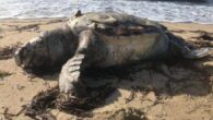 Akdeniz ve Karadeniz arasındaki geçiş havzası olduğu için zengin canlı çeşitliliğine sahip olan Marmara Denizi’nin doğusunda ilk kez Caretta caretta deniz kaplumbağası görüldü. Kocaeli’nin Eskihisar-Topçular feribot hattı üzerinde Yalova kıyılarına yakın görüntülenen Caretta caretta’nın da öldüğü görüldü. Deniz kaplumbağasını görüntüleyen […]