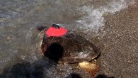 Muğla’nın Fethiye ilçesindeki Deniz Kaplumbağaları Araştırma, Kurtarma ve Rehabilitasyon Merkezi’nde (DEKAMER) tedavisi tamamlanan 2 caretta caretta uydu takip cihazı takılarak denize bırakıldı. Deniz Kaplumbağaları Araştırma, Kurtarma ve Rehabilitasyon Merkezi’nde (DEKAMER) tedavisi tamamlanan kaplumbağalara isim verildi. Çevre ve Şehircilik Bakanlığı Tabiat […]