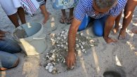 Caretta Caretta Deniz Kaplumbağalarının Türkiye’de en yoğun yumurta bırakma alanı olarak Muğla ve Antalya ön plana çıkarken, bu yıl Kuşadası Doğanbey ve İzmir Urla’da da yeni… Caretta Caretta Deniz Kaplumbağalarının Türkiye’de en yoğun yumurta bırakma alanı olarak Muğla ve Antalya […]