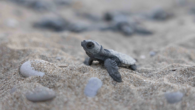 Mavi, sürdürülebilir bir doğa için gönüllülük bilincini geliştirmeyi amaçladığı Indigo Turtles projesiyle Ekolojik Araştırmalar Derneği’nin (EKAD) çalışmalarına destek vererek, nesli tükenmekte olan deniz kaplumbağalarını korumaya devam ediyor. Tam 10 yıldır devam eden proje kapsamında bu sene de Merkez ofis ve […]