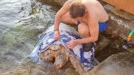 Muğla’nın Bodrum ilçesinde denizde bitkin halde olduğu görülen yetişkin bir caretta caretta cinsi deniz kaplumbağası, vatandaşlarca kıyıya getirildi. Mahalle sakinleri kaplumbağayı hayatta tutmak için seferber oldu. Güvercinlik Koyu’nda denizde bitkin bir deniz kaplumbağasının olduğunu görenler, uzun uğraşlar sonunda hayvanı kıyıya […]