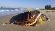 Kuşadası’nda chelonia mydas türü bir yeşil kaplumbağa ile caretta caretta türü iribaş bir deniz kaplumbağası sahil siteleri plajlarında ölü olarak bulundu. Yapılan incelemelerde her iki kaplumbağanın aldıkları darbelerle öldükleri tespit edildi. Ölen kaplumbağaların ölçümleri yapılarak kayıtları tutuldu ve kesin ölüm […]
