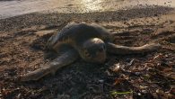 Muğla’nın Datça ilçesinde sahile vuran, vatandaşlar tarafından öldüğü sanılan caretta caretta cinsi deniz kaplumbağası, Deniz Kaplumbağaları Araştırma Kurtarma ve Rehabilitasyon Merkezi’nde yapılan tedavinin ardından tekrar yaşama tutundu, kaplumbağaya Datça’nın eski adı olan Dadya ismi verildi. Muğla’nın Datça ilçesinde vatandaşlar sahilde […]