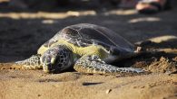 Muğla’da tedavileri tamamlanan ve birine uydu takip cihazı yerleştirilen 4 adet caretta caretta denizle buluşturuldu. Muğla’nın Ortaca ilçesindeki Deniz Kaplumbağası Araştırma Kurtarma ve Rehabilitasyon Merkezi (DEKAMER) görevlilerince birine uydu takip cihazı yerleştirilen 4 adet caretta caretta denize bırakıldı. Çevre ve […]