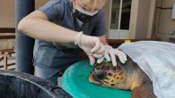 Çanakkale Gökçeada’da kafasından yaralanan caretta carettanın tedavi altına alındığı bildirildi. Çanakkale Doğa Koruma ve Milli Parklar Şube Müdürlüğü’ne gelen ihbarı değerlendiren ekipler, Çanakkale Gökçeada’da kafasından yaralanan iri baş deniz kaplumbağası olduğu bilgisine ulaştı. Yumuşak ve sert doku travması bulgularıyla uyumlu […]