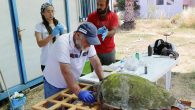 Muğla’nın Fethiye ilçesinde yaralı bulunan ve tedavi edilen caretta caretta denize bırakıldı. Çalış Plajı’nda yumurta bırakan caretta carettanın yaralı olduğunu fark eden, Çevre ve Şehircilik Bakanlığı Tabiat Varlıklarını Koruma Genel Müdürlüğü bünyesindeki Deniz Kaplumbağası Araştırma Kurtarma ve Rehabilitasyon Merkezi (DEKAMER) […]
