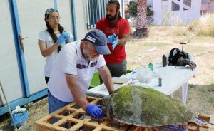 Muğla’nın Fethiye ilçesinde yaralı bulunan ve tedavi edilen caretta caretta