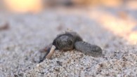 Bodrum’da nesli tükenmekte olan caretta caretta yavruları ekipleri alarma geçirdi. Kaplumbağa yuvasını bulmak için gelen ekipler gördükleri manzara karşısında şok oldu. Turistler ise kaplumbağaların fotoğraflarını çekmek için birbiriyle yarıştı. Muğla’nın Bodrum ilçesinde önceki gün şezlongların arasında yumurtalarından çıkan yavru caretta […]