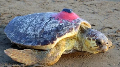 Deniz Kaplumbağaları Araştırma Kurtarma ve Rehabilitasyon Merkezi (DEKAMER) tarafından TUI