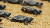 Antalya’nın Kaş ilçesinde dünyaca ünlü 12 kilometrelik Patara kumsalında Çevre, Şehircilik ve İklim Değişikliği Bakanlığı Tabiat Varlıkları Koruma Genel Müdürlüğü’nün desteğiyle Pamukkale Üniversitesi’nden Prof. Dr. Eyüp Başkale ve 14 gönüllüden oluşan ekip, Patara Deniz Kaplumbağaları Korunması ve İzlenmesi Projesi kapsamında […]
