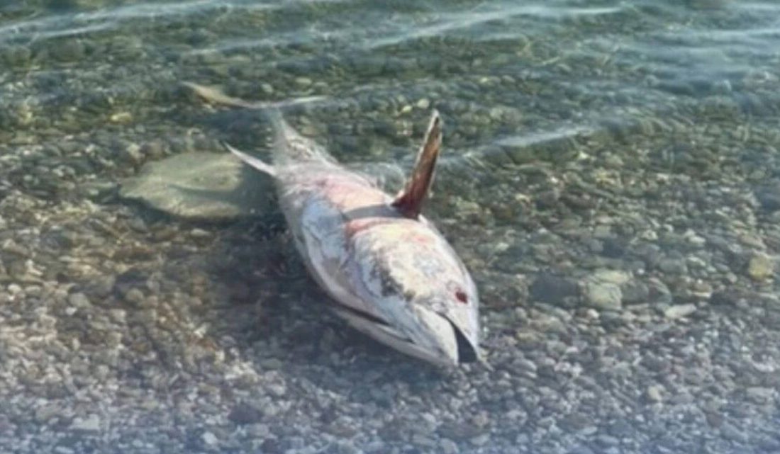 Çeşme Yarımadası Çevre Derneği (ÇEŞÇEP), bölgede yeniden ölü orkinosların kıyıya