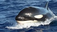 By Chrystian Tejedor For killer whales in the tropical waters of the Caribbean, everything’s on the menu, even whales twice their size, according to new research led by FIU. “They are the most apex predators,” said marine sciences assistant professor […]