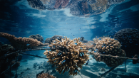 A social impact organization and international researchers are piloting new reef recovery technologies in the waters of French Polynesia. Coral Gardeners, a social impact organization in French Polynesia, is bringing artificial intelligence below the waves to assess coral restoration based […]