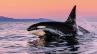 A male orca in the winter sunrise. Lofoten, Norway (Photo: Cristina Mittermeier) Cristina ‘Mitty’ Mittermeier has spent much of her life working to protect the world’s oceans – but the creatures that live beneath the waves don’t always appreciate her […]