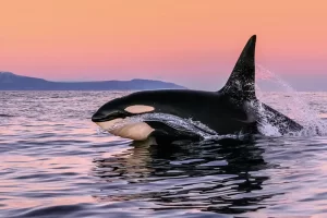 A male orca in the winter sunrise. Lofoten, Norway (Photo: