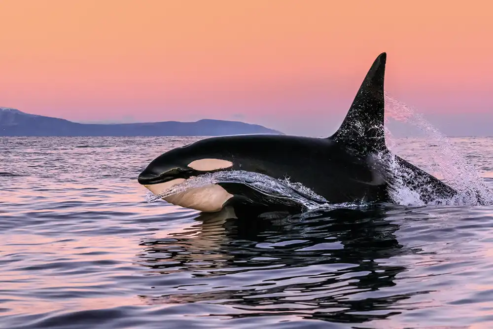 A male orca in the winter sunrise. Lofoten, Norway (Photo: