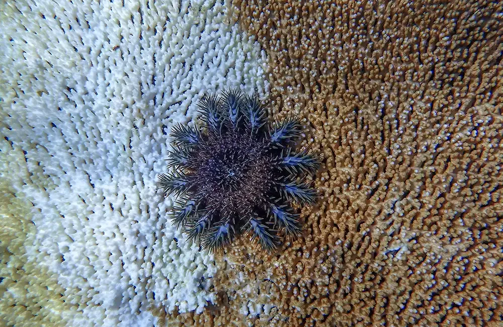 Crown-of-thorns outbreak developing in northern Great Barrier Reef Bu Mark ‘Crowley’ Russell Scientists are responding to an emerging